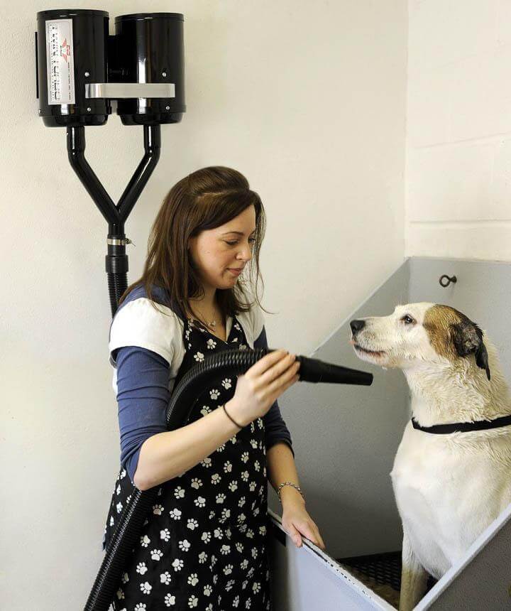 Wall mounted dog hotsell dryer
