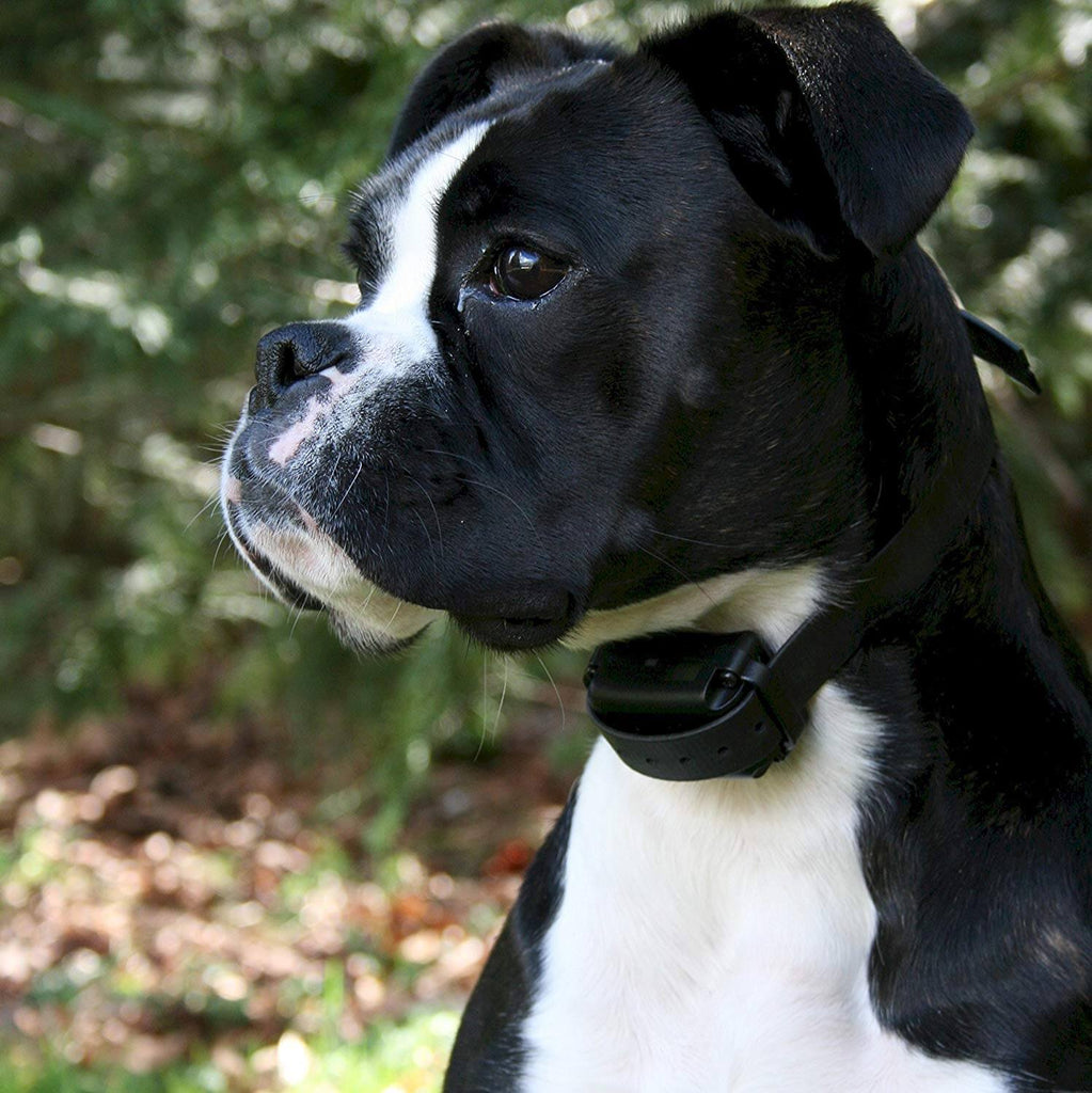 Barkless collars for dogs discount
