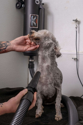 MetroVac Air Force Master Blaster Professional Pet & Dog Dryer