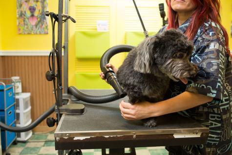 MetroVac Air Force Master Blaster Professional Pet & Dog Dryer