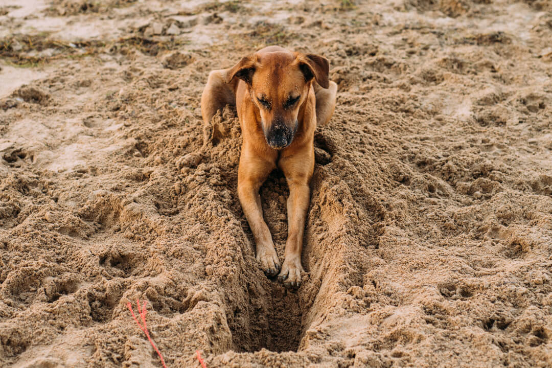 10 Tips to Stop Your Dog From Digging