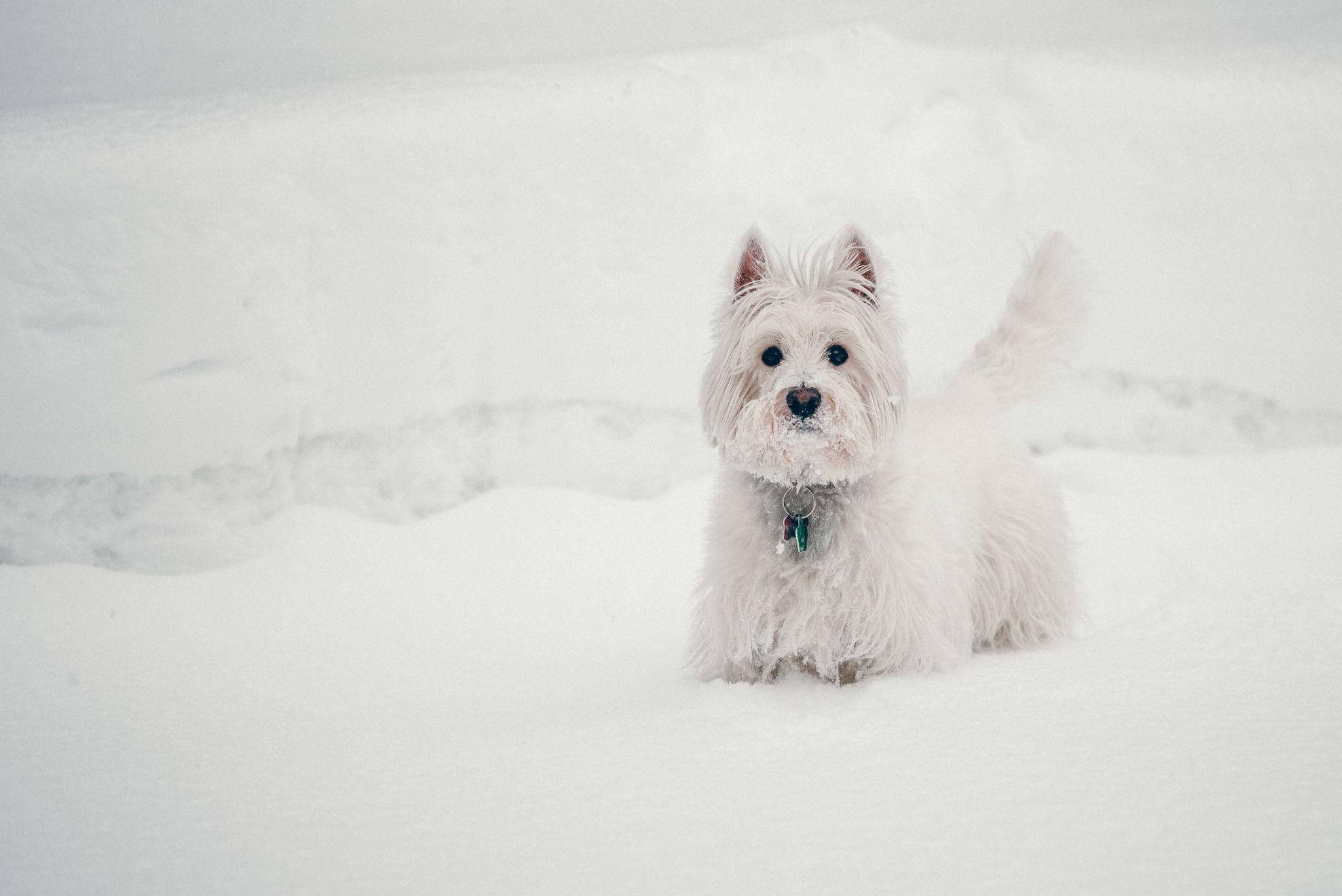 Keeping Your Pet Active As Cold Weather Continues