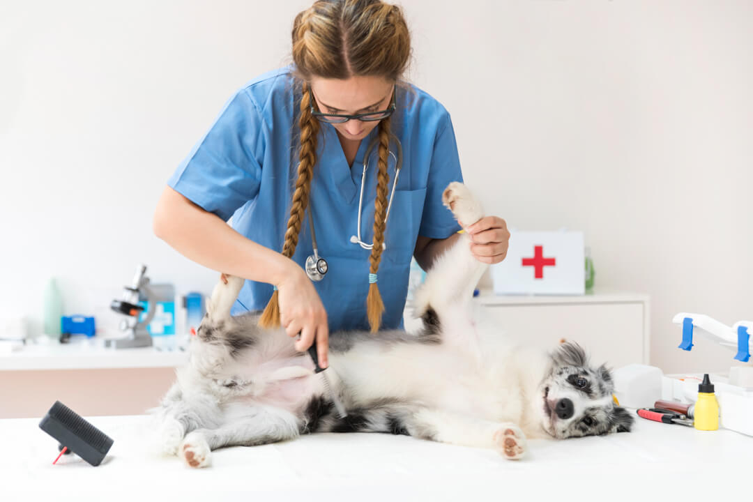 Flea Prevention and Treatment for Dogs