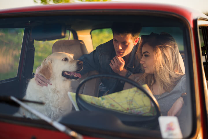 5 Reasons to Buckle Your Dog While Driving