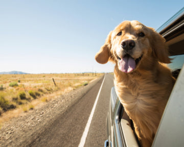 Safe Car Travel with Your Dog - A Survival Story