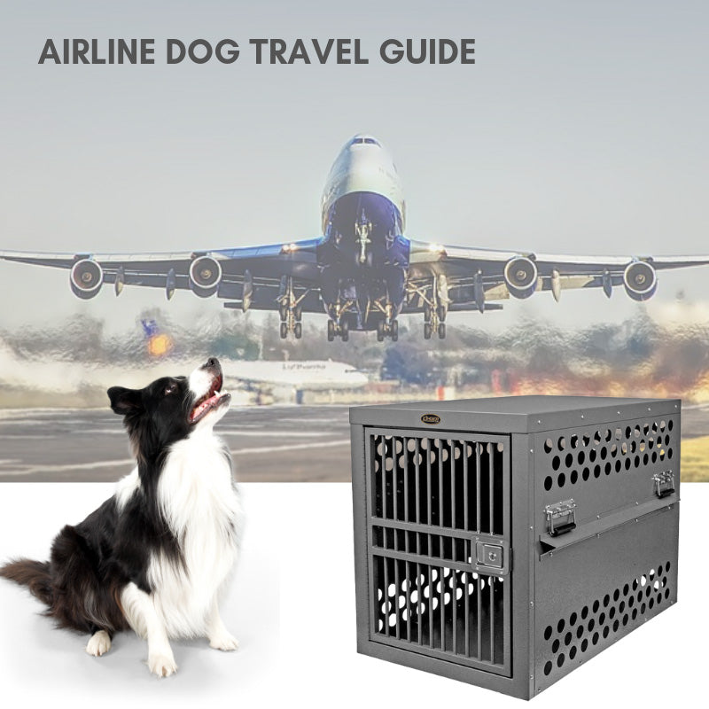 Complete Guide to Airline Compliant Dog Travel IATA CR82