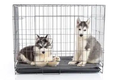 Dog Crates for High Anxiety and Escape Artist Dogs