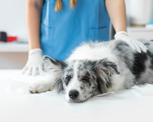 Dog Allergies: Signs Symptoms and Treatments