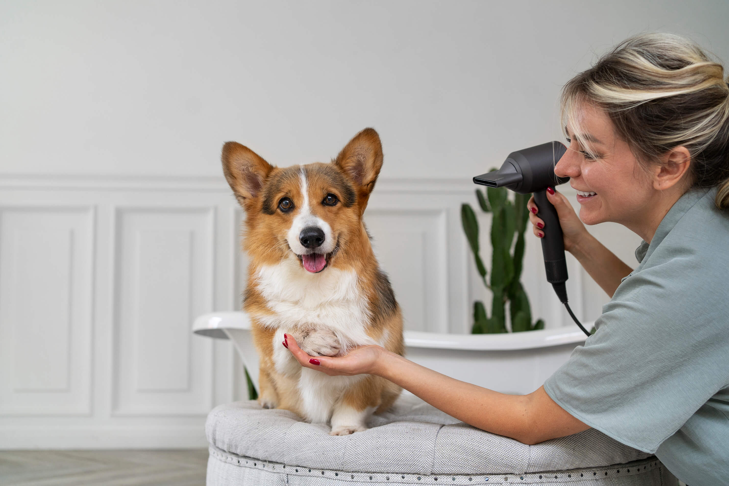 The Business Side of Dog Grooming: Setting Prices and Managing Finances