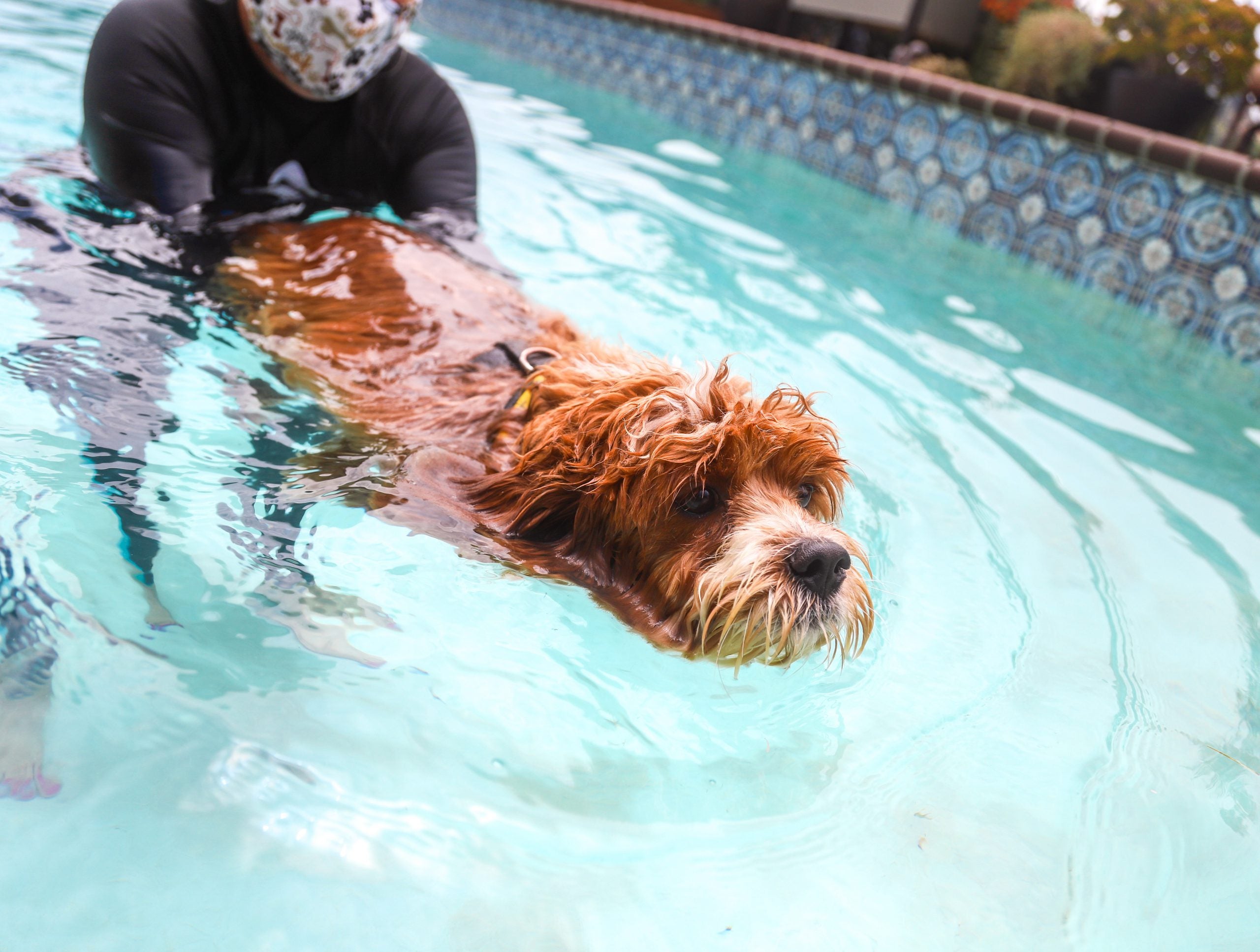 Beach and Pool Safety: Keeping Your Dog Safe Around Water