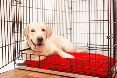 How to Crate Train Your Dog