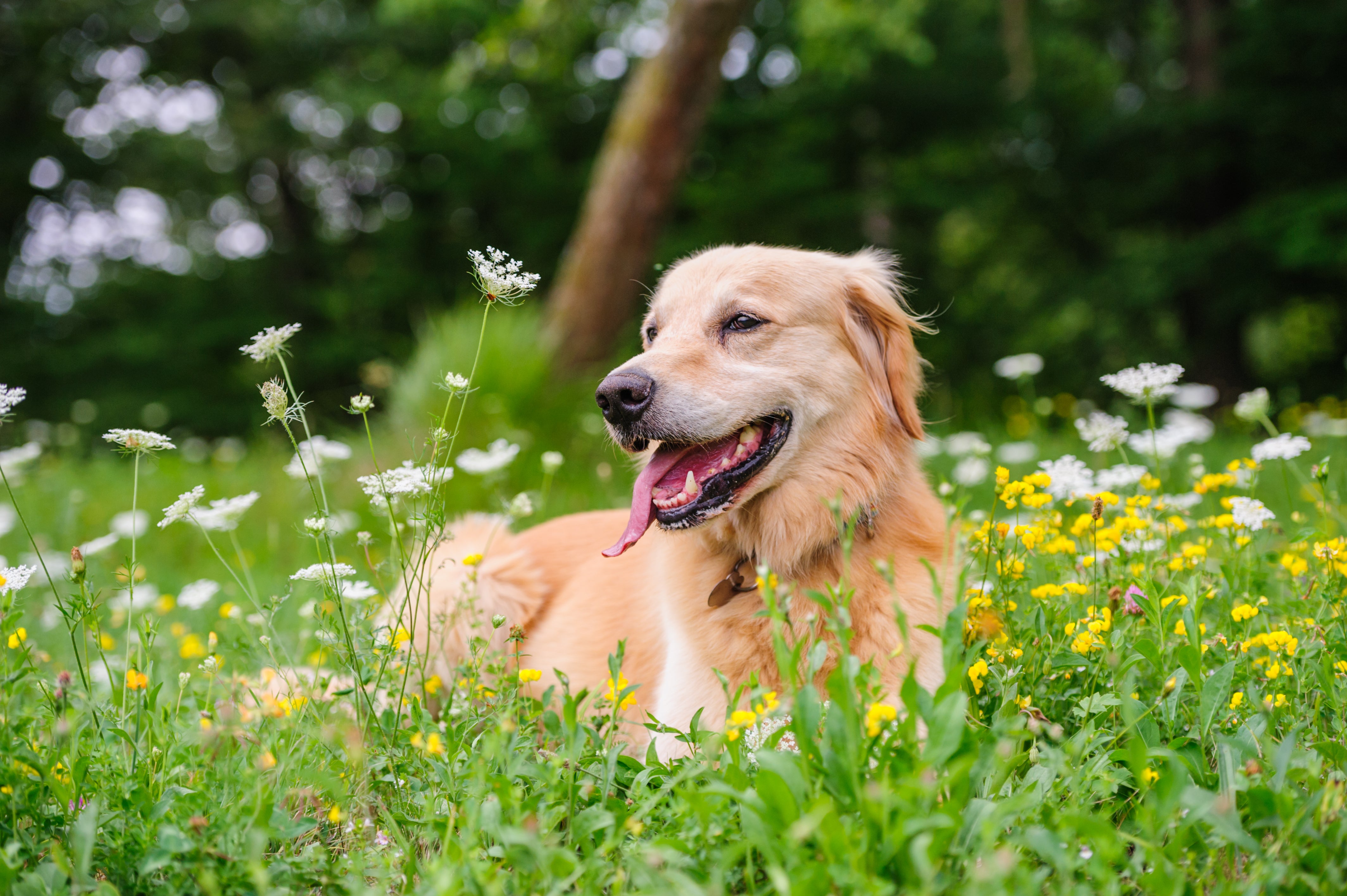 Toxic Plants and Foods: Common Summer Hazards for Dogs