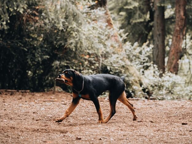 Training Your Dog to Walk Off Leash