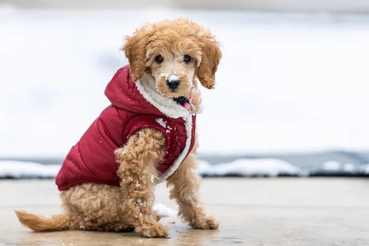 Winter Essentials: Must-Have Gear for Dog Owners in Cold Weather