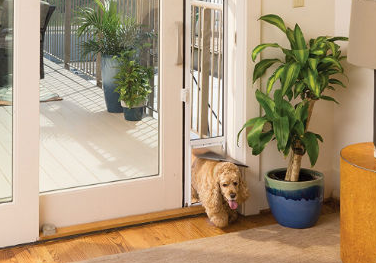 Dog Door for Wall vs Door: Which Should You Choose?