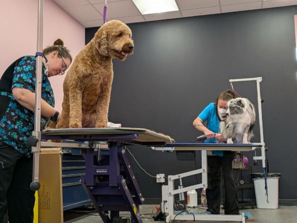 Best Professional Dog Grooming Table (2026 Guide)