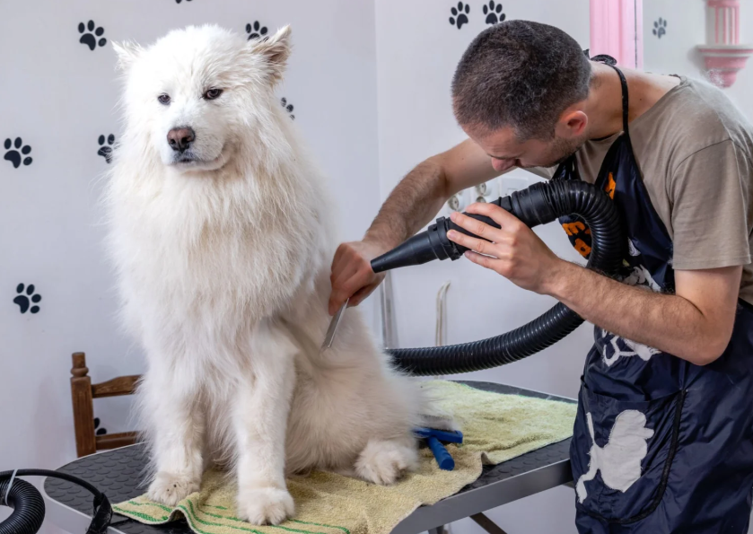 Best Dog Grooming Dryers for Professional Groomers (2026 Guide)