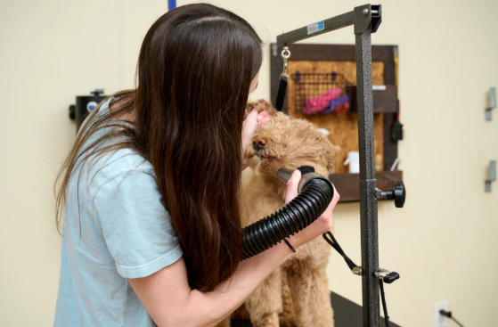 Stand Dryer vs Handheld Dog Grooming Dryer: Which Is Better?