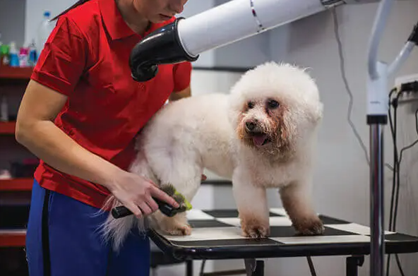 How to Choose the Right Dog Dryer for Your Grooming Salon