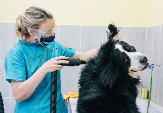Are High-Velocity Dog Dryers Worth the Investment?