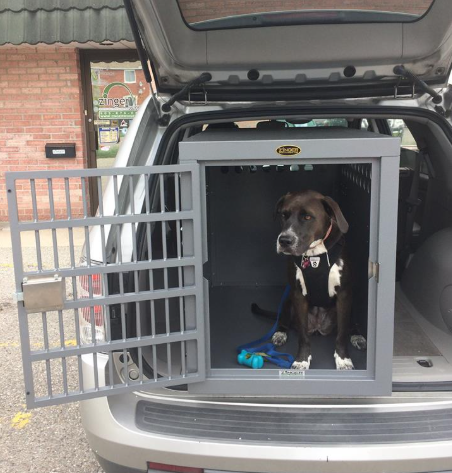 Are Aluminum Dog Crates Worth the Price?