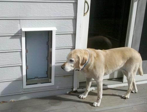Hale Pet Door vs Other Brands: What Makes It Different?