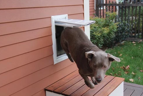 Dog Door for Walls vs Doors: Which Is the Better Choice?