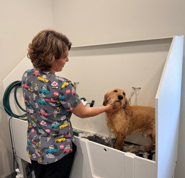 Stainless Steel vs Poly Dog Grooming Tubs: Which Is Right for You?