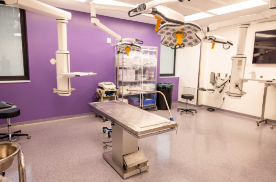 How to Equip a Veterinary Surgery Suite (Essential Equipment Guide)