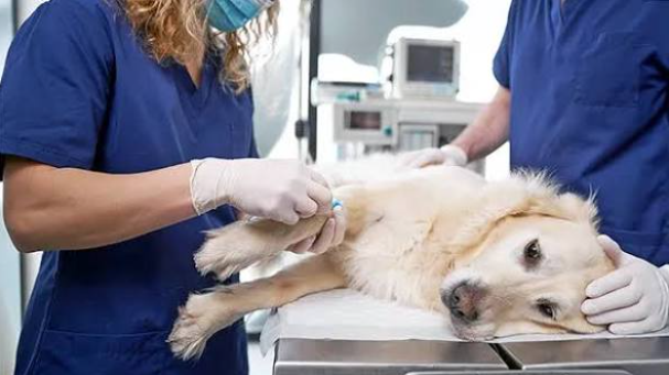 Veterinary Surgery Tables: What to Look for When Buying