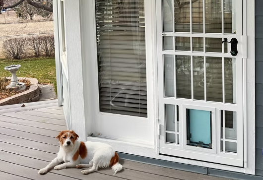 Best Dog Doors for Extreme Weather Climates