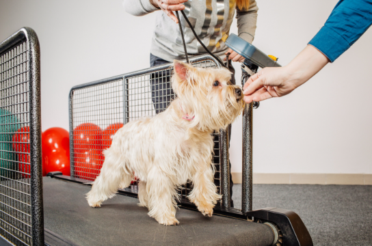 Best Dog Treadmills for Exercise at Home (2026 Guide)