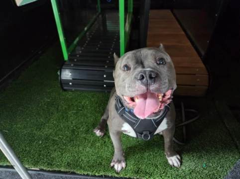 How to Train Your Dog to Use a Treadmill (Step-by-Step)