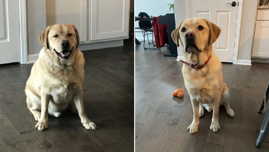 Are Dog Treadmills Worth It? Vet-Approved Benefits Explained