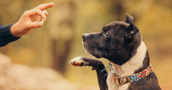 How to Use an E-Collar for Dog Training: The Right Way