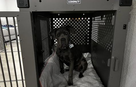 Best Heavy-Duty Dog Crates for Large Breeds (2026)