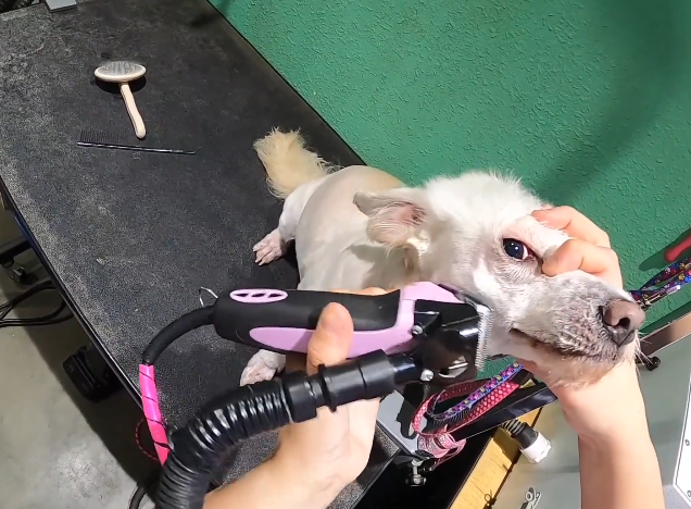Best Professional Dog Grooming Clipper Systems (2026 Guide)
