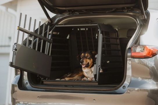 How to Keep Your Dog Calm During Car Rides
