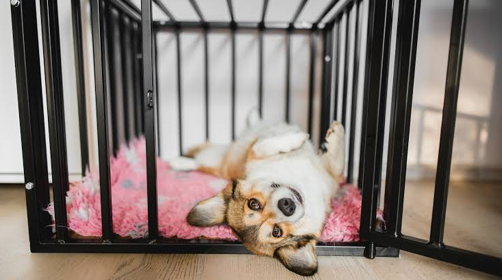Indoor Dog Kennel Setup Ideas for Every Home