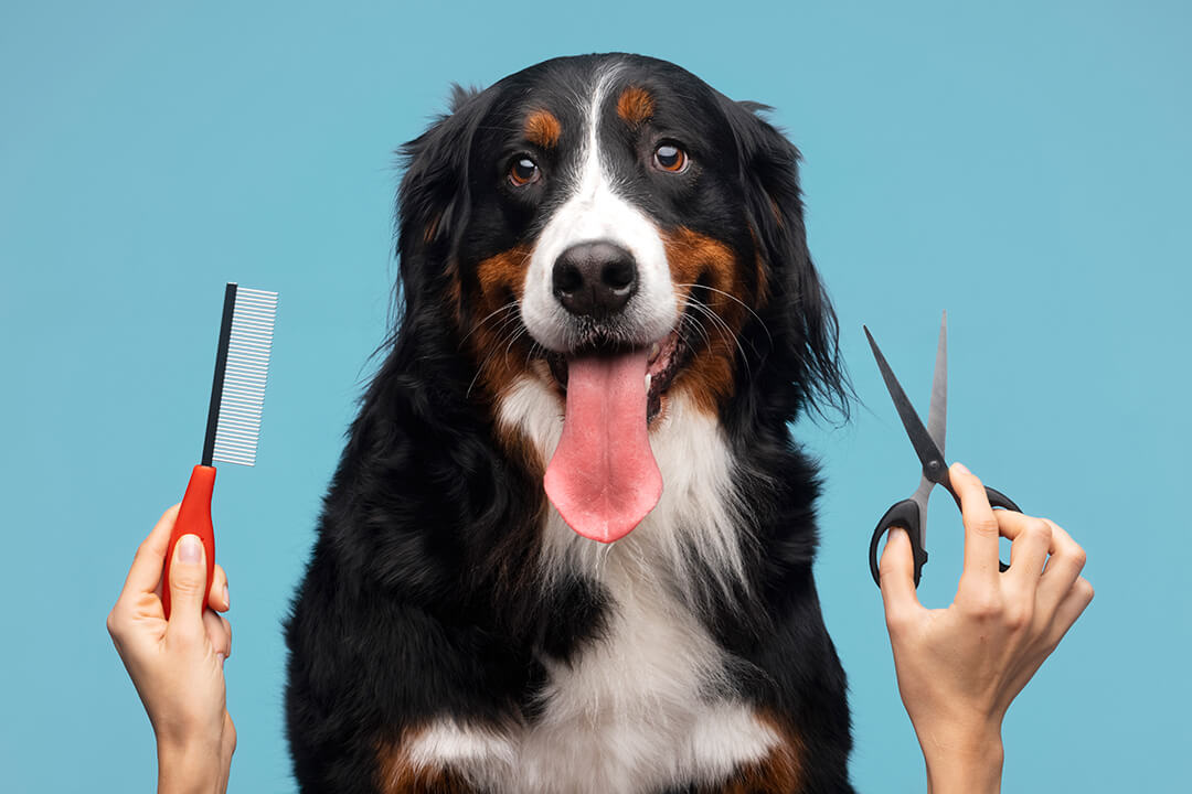 The Importance of Proper Dog Grooming: Benefits for Your Furry Friend