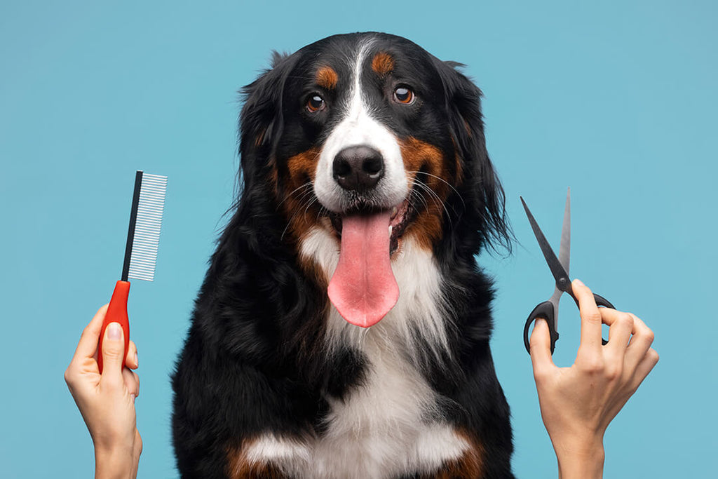 The Importance of Proper Dog Grooming: Benefits for Your Furry Friend ...