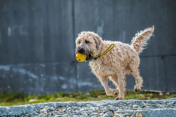 Establishing Healthy Habits: Feeding, Exercise, and Routine for Your New Dog