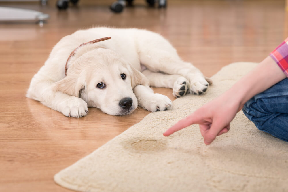 Dog wetting indoors online