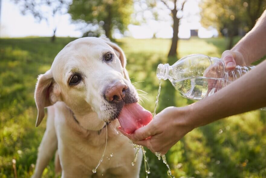 Summer Safety Tips for Pets: Keeping Your Furry Friends Cool and Hydrated