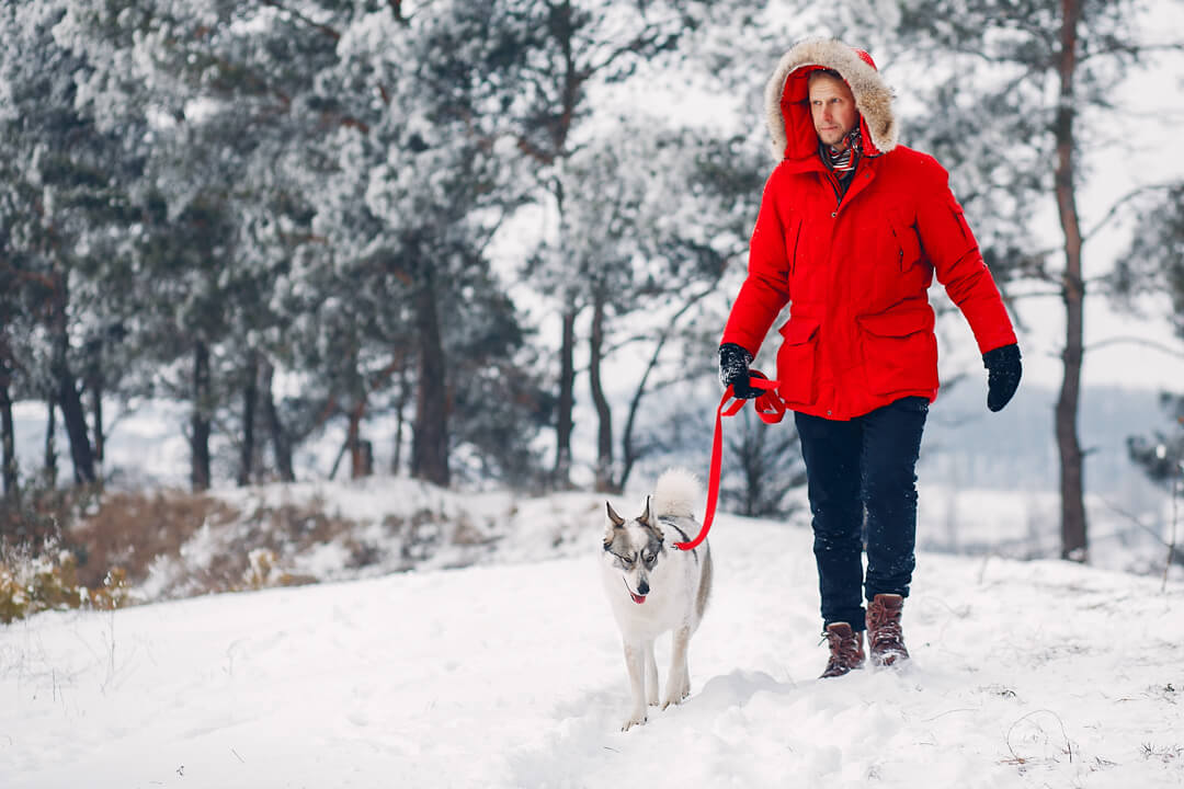 How Cold is Safe for Your Dog?