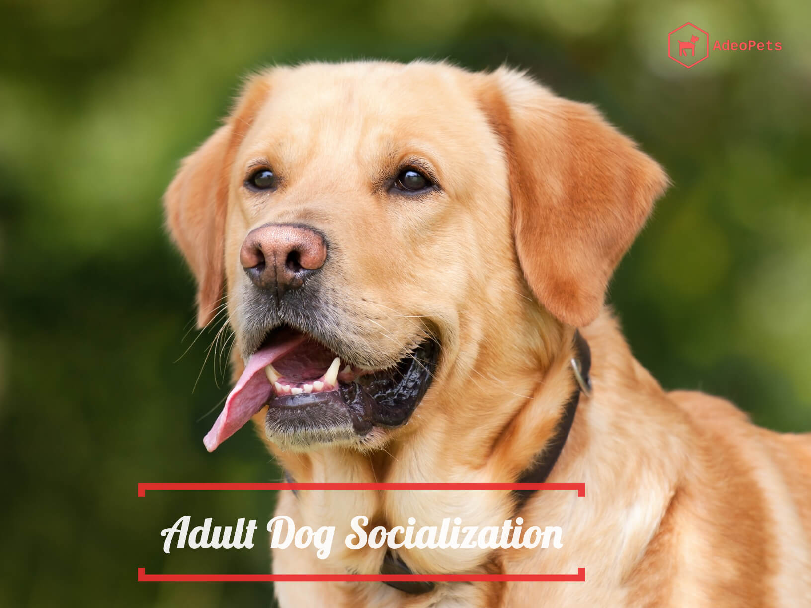 Adult Dog Socialization - Tips and Tricks