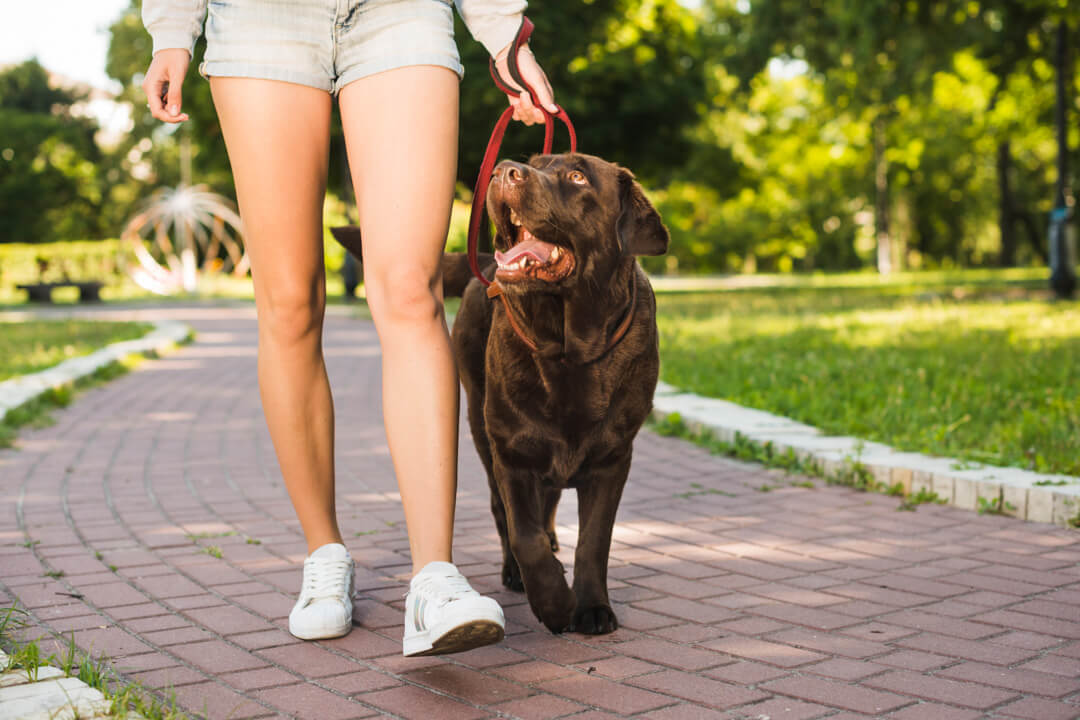 8 Ways to Stop Your Dog from Pulling on Leash