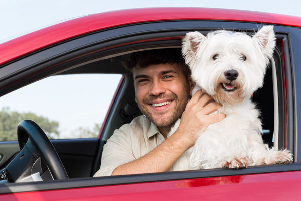 How to drive safer with your dog