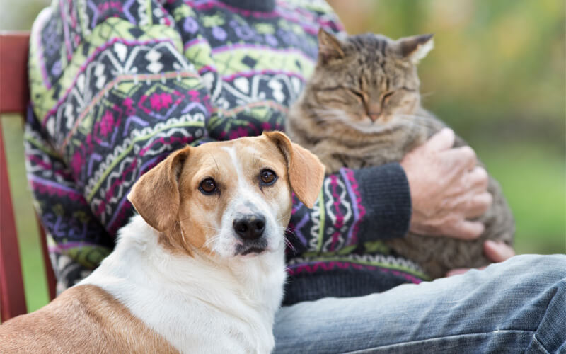A Guide to Senior Pet Care: Understanding the Unique Needs of Aging Do ...