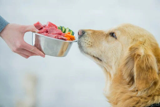 Winter Nutrition: Adjusting Your Dog's Diet for Optimal Health in Cold Weather